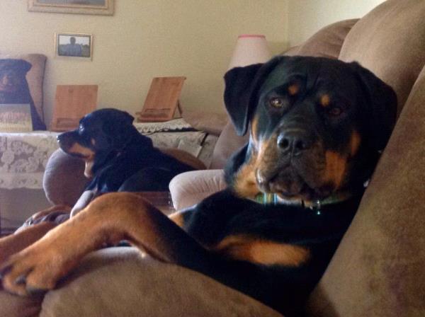 /Images/uploads/MidAmerica Rottweiler Rescue/adoptarottphotocontest/entries/10531thumb.jpg